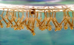 Culex sp larvae.jpg