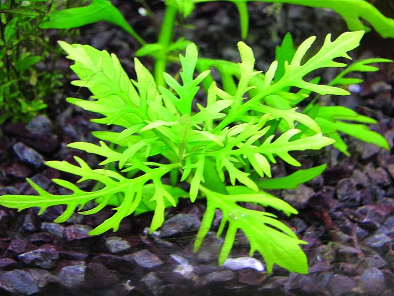 Plik:Hygrophila difformis.JPG