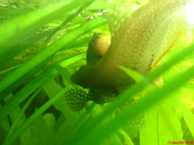 Plik:Gurami mozaikowy tarloOdwrocenie2.JPG