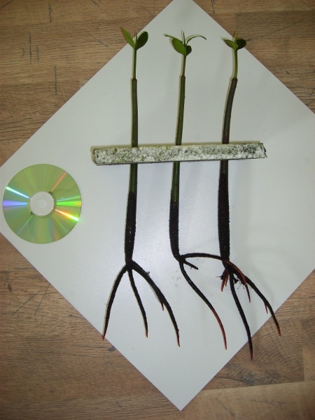 Plik:Rhizophora Mangle 3.jpg