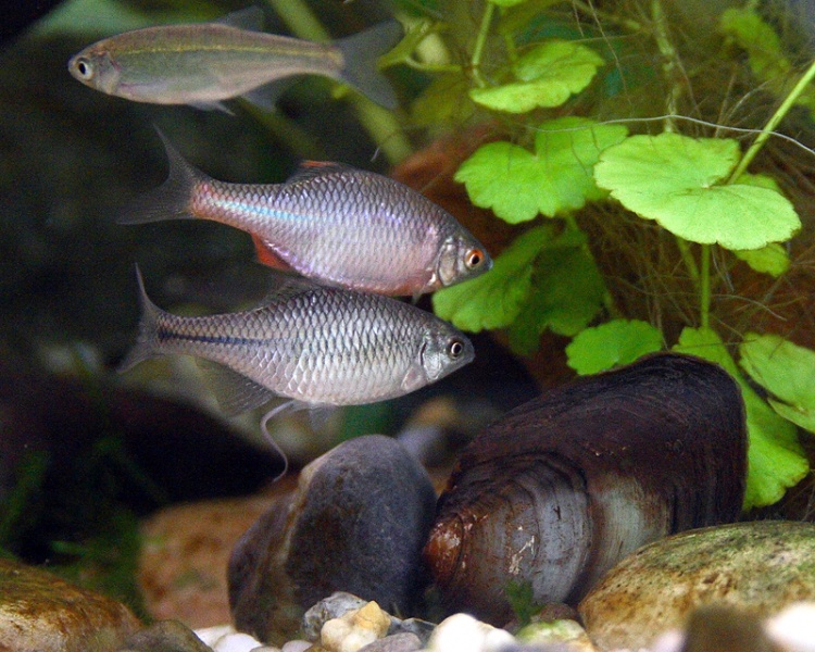 Plik:Rhodeus sericeus L.jpg