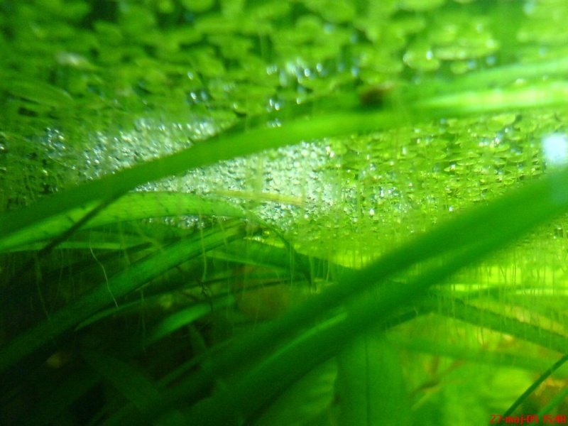 Plik:Gurami mozaikowy gniazdoZikra.JPG