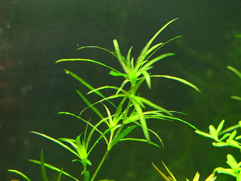 Plik:Jezierza mala.JPG