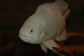Astronotus ocellatus - Oscar Fish-4929.jpg
