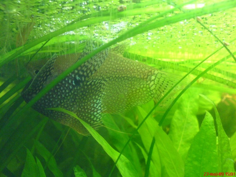 Plik:Gurami mozaikowy tarloUstawienie3.JPG