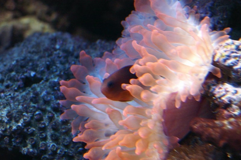 Plik:Akwarium Gdynskie 12.JPG