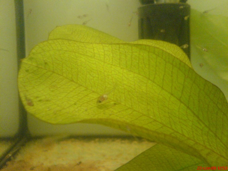 Plik:Gurami mozaikowy narybek3tydzien2.JPG