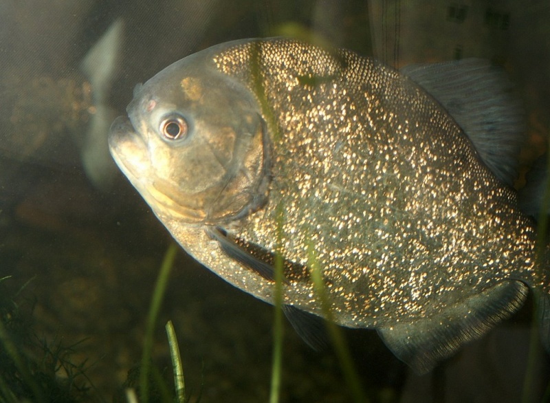 Plik:Palmiarnia 39.jpg