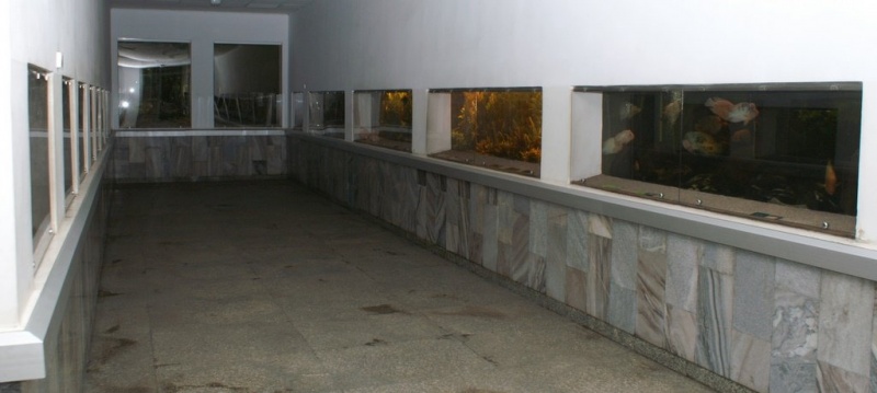 Plik:Palmiarnia 13.jpg