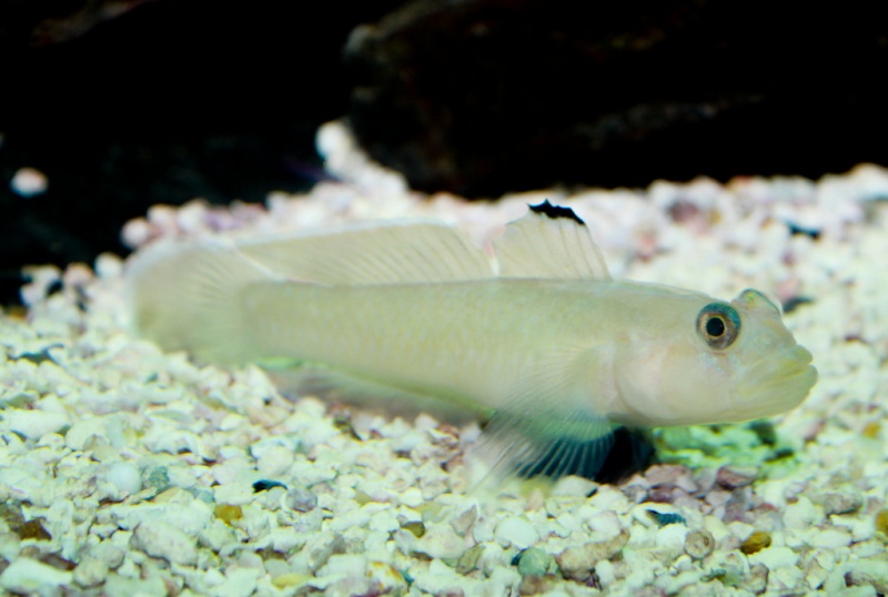 Plik:Rhinogobiops nicholsii Blackeye goby.jpg