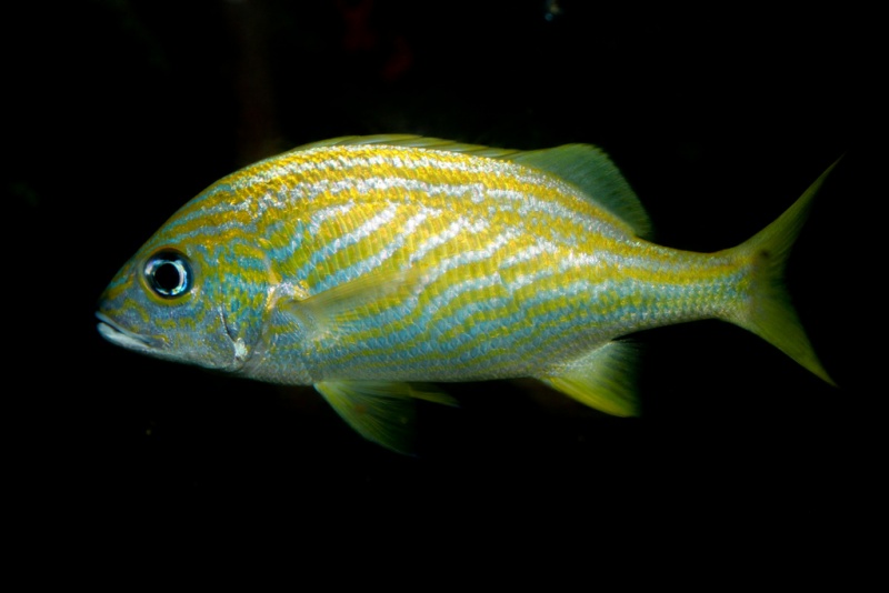 Plik:Haemulon flavolineatum French grunt.jpg