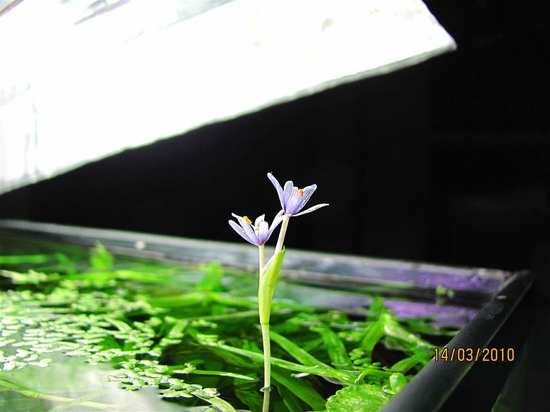 Plik:Kwiat Heteranthera zosterifolia1.JPG