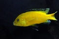 Labidochromis caeruleus-6202.jpg