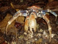 Robber crab.jpg