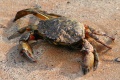 Carcinus maenas-574.jpg