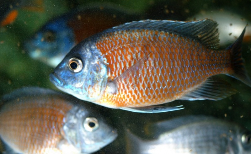 Plik:Palmiarnia 26.jpg