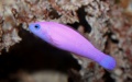 Pseudochromis porphyreus Magenta dottyback.jpg