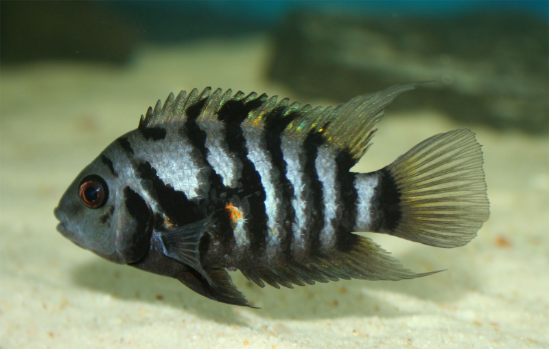 Plik:Archocentrus nigrofasciatus.jpg