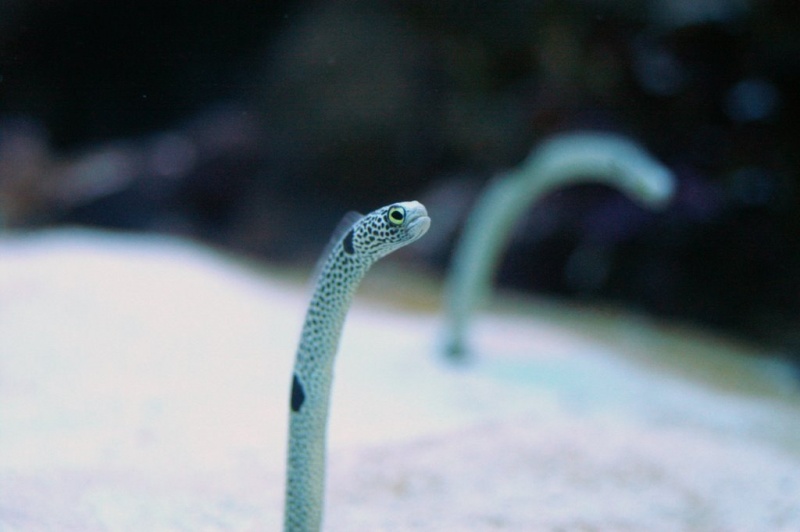 Plik:Akwarium Gdynskie 13.JPG