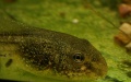 Kijanka tadpole.jpg