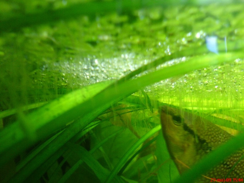 Plik:Gurami mozaikowy opieka.JPG