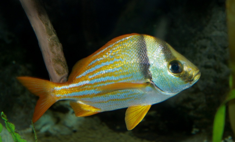 Plik:Anisotremus virginicus Porkfish.jpg