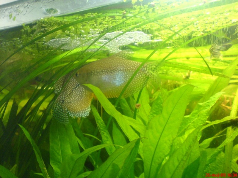 Plik:Gurami mozaikowy probaTarla.JPG