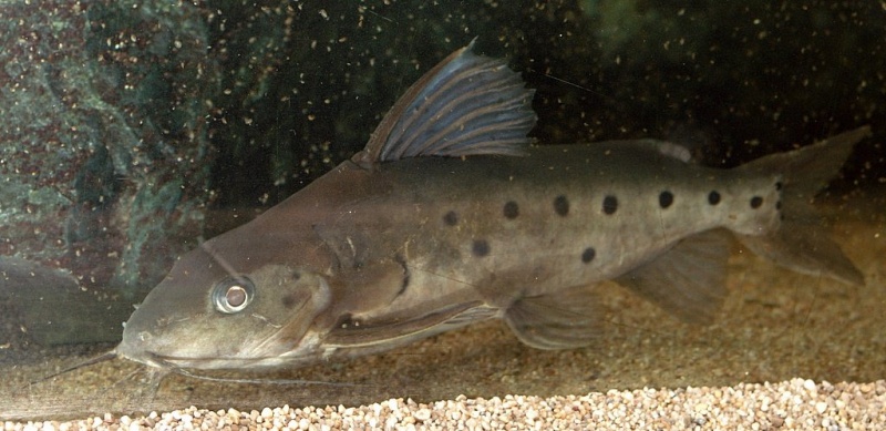 Plik:Palmiarnia 25.jpg