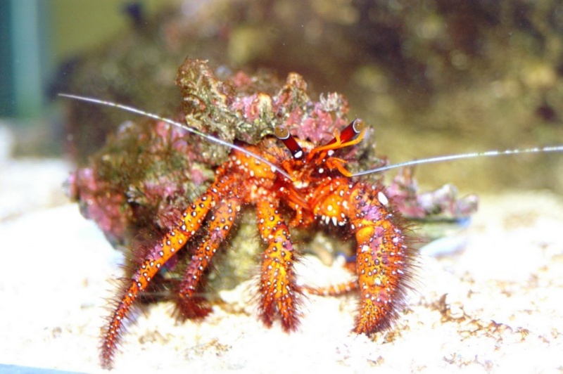 Plik:Akwarium Gdynskie 15.JPG