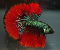 Betta-5670.jpg