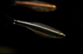 Apalachee Shiner Pteronotropis grandipinnis-4219.jpg