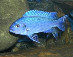 Pseudotropheus zebra cobalt.jpg