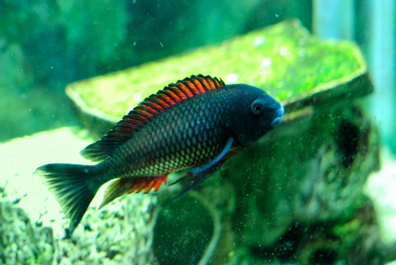 Plik:Tropheus moori.jpg-6958.jpg