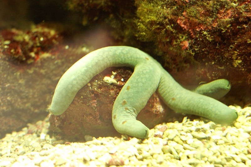 Plik:Akwarium Gdynskie 3.JPG