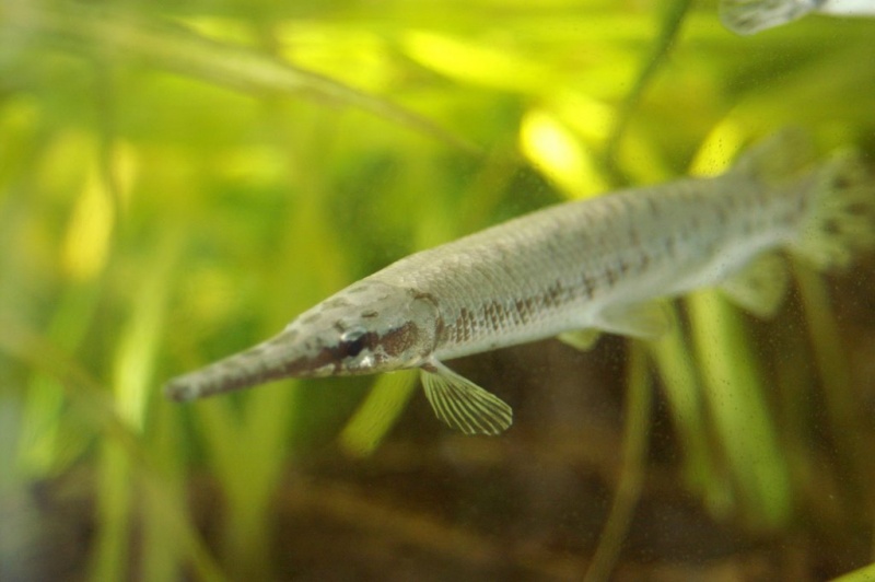 Plik:Akwarium Gdynskie 2.JPG