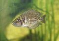 Altolamprologus calvus.jpg