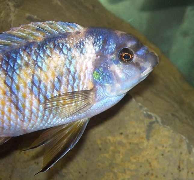 Plik:Labeotropheus fuelleborni-7377.jpg