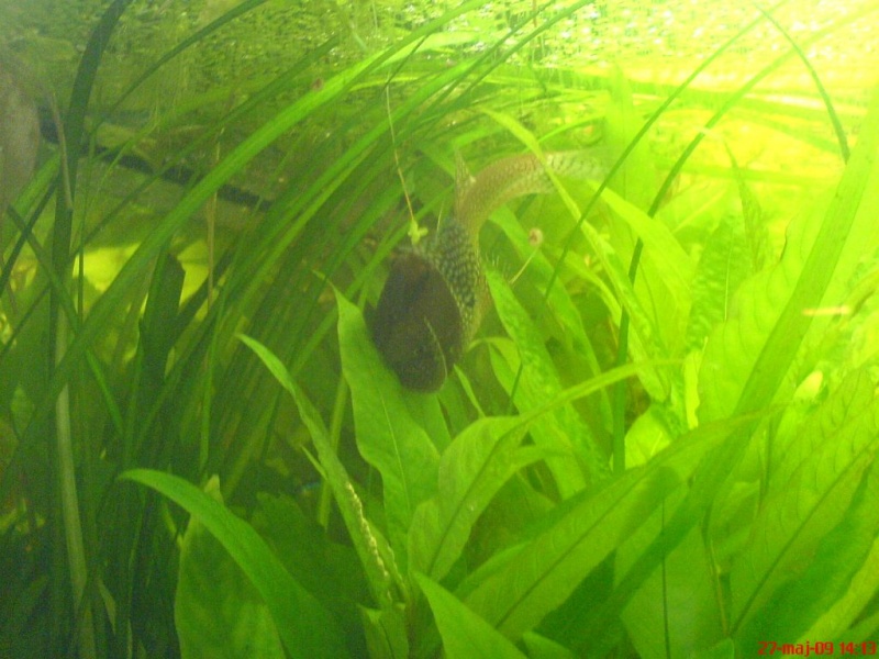 Plik:Gurami mozaikowy tarloOdwrocenie1.JPG