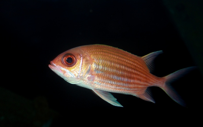 Plik:Holocentrus ascensionis Squirrelfish.jpg