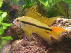 Apistogramma-cacatuoide-flame-male1.jpg