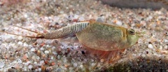 Triops longicaudatus.jpg