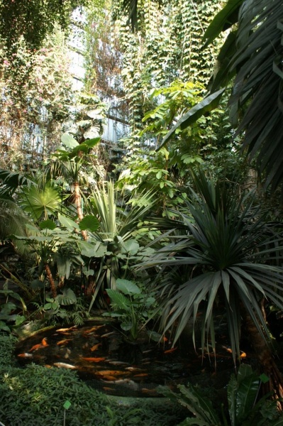 Plik:Palmiarnia 5.jpg