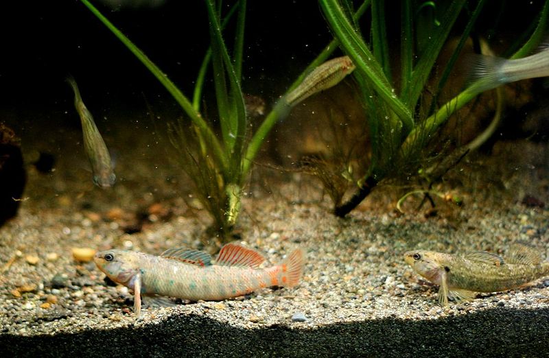 Plik:Etheostoma caeruleum Rainbow Darter-24.jpg