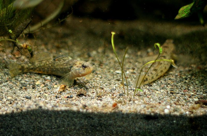 Plik:Etheostoma nigrum-4657.jpg