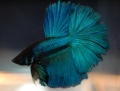 Betta HM Turkoois-7310.jpg