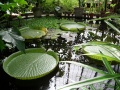 Botanical garden-5541.jpg