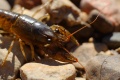 Crayfish-6127.jpg