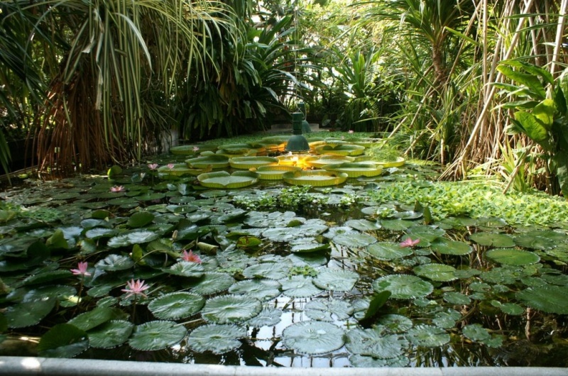 Plik:Palmiarnia 6.jpg