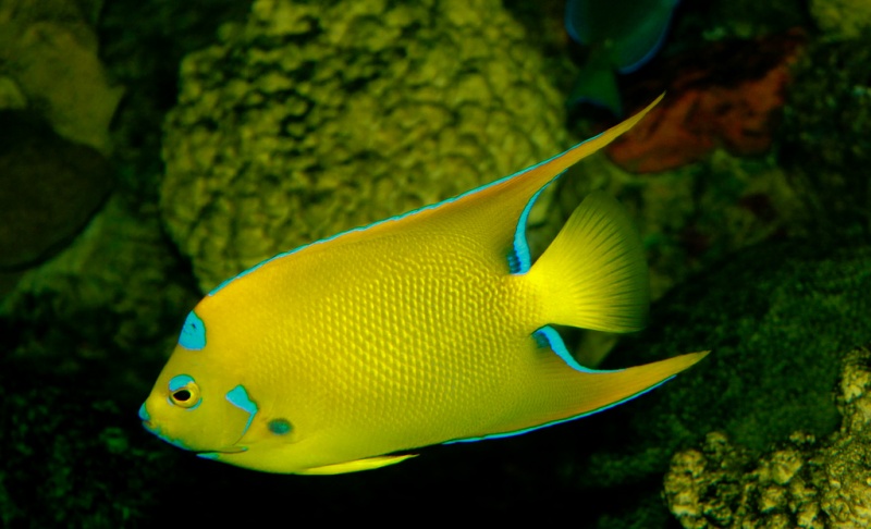 Plik:Holacanthus ciliaris Queen Angelfish.jpg