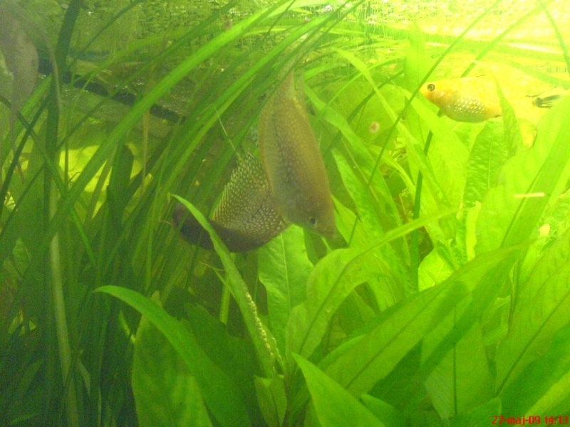 Plik:Gurami mozaikowy tarloPuszczenie.JPG